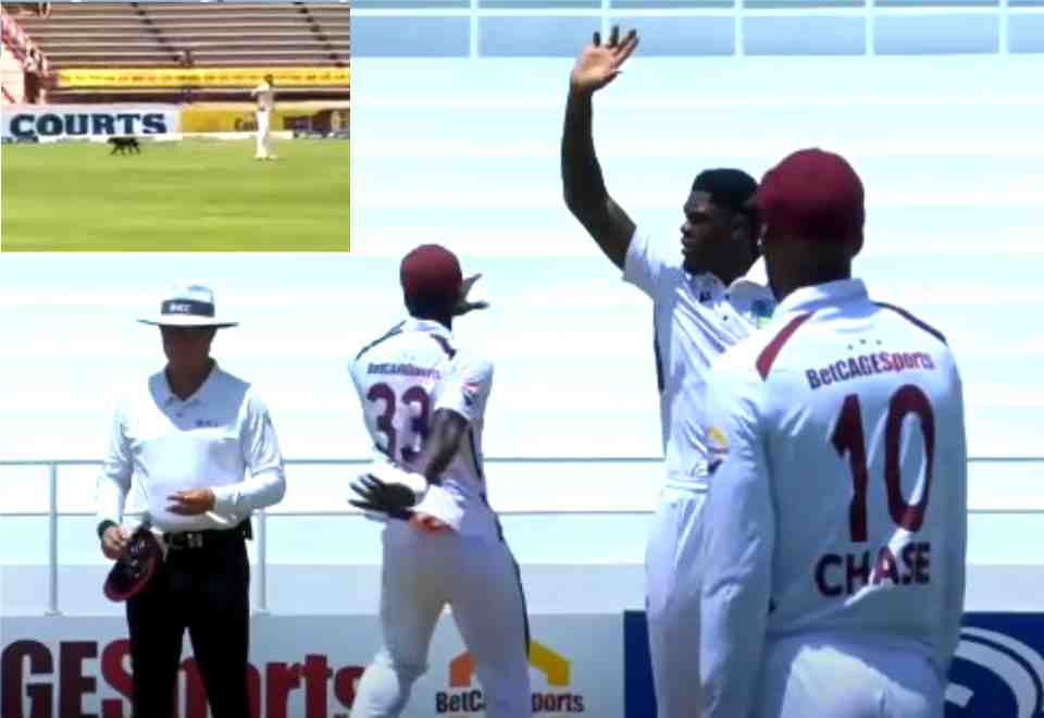 dog,disrupts,west indies vs australia,test